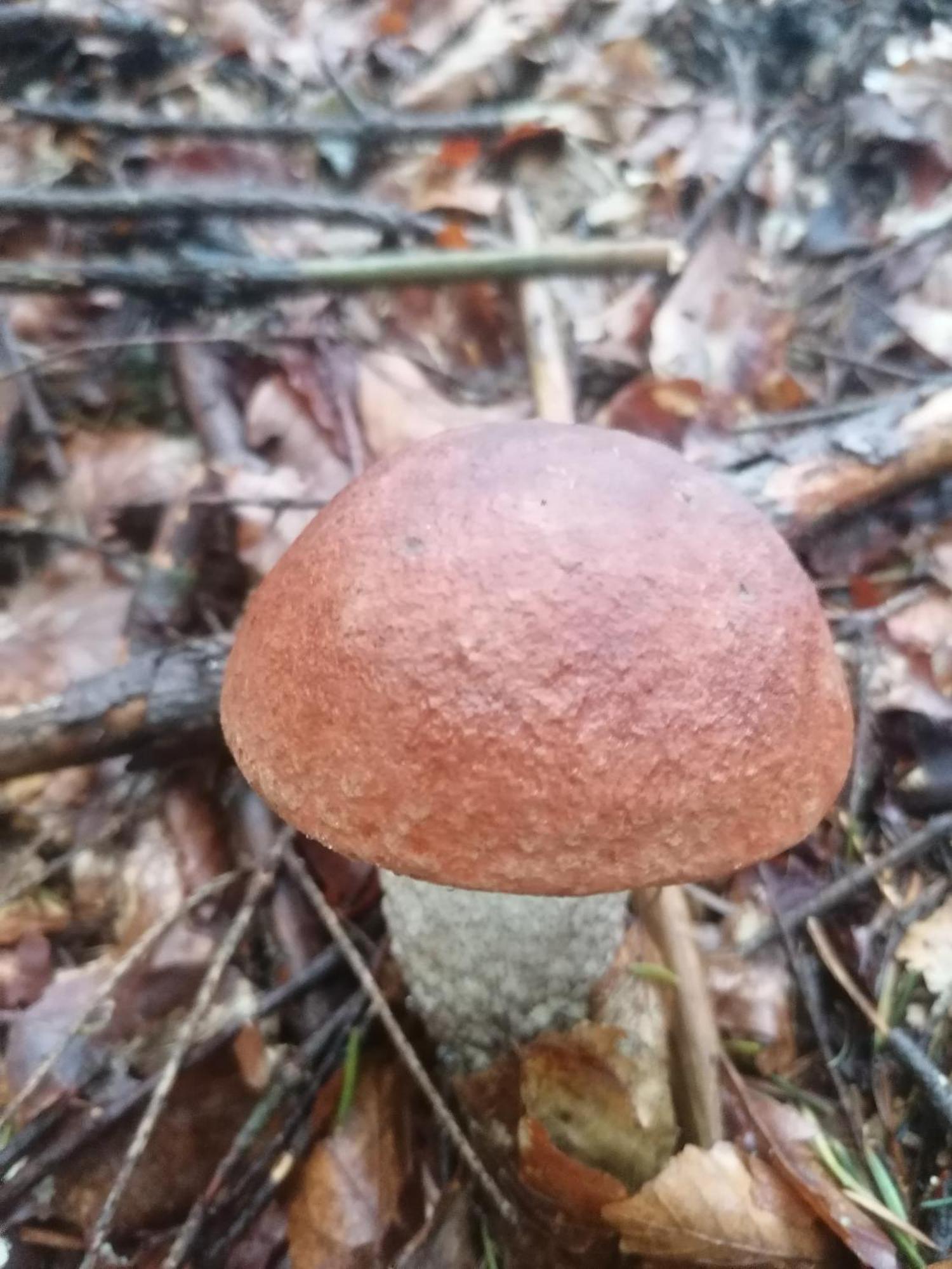 Appartamento Zakatek Dorimaks Zawoja Esterno foto